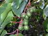 Issai Hardy Kiwi plants for sale