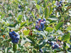 Jersey Blueberry bush for sale