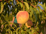 J.H. Hale heirloom Peach tree for sale