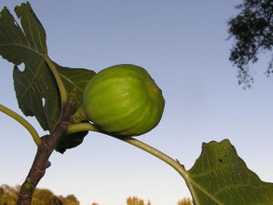 White Kadota Fig tree