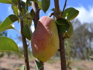 Kieffer heirloom pear tree for sale