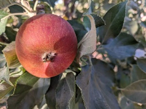 kingston black cider apple trees of antiquity