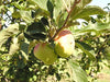 Lady Apple Tree for sale