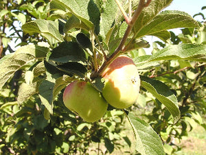 Lady Apple Tree for sale