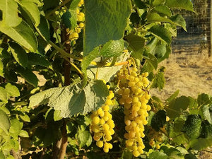 Lakemont Grape vine for sale