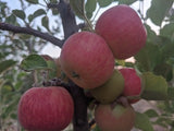 lamb abbey pearmain apple trees of antiquity