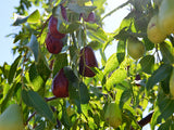 Lang Jujube tree for sale