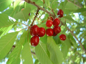 Lapins heirloom Cherry Tree for sale