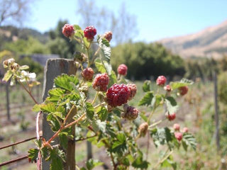 Latham Red Raspberries canes