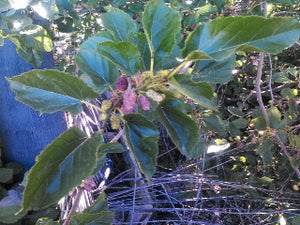 Lavender Mulberry tree for sale