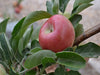 Laxtons Fortune certified organic apple tree for sale