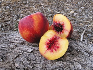 Liz's Late heirloom Nectarine tree