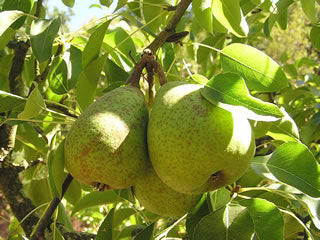 Louise Bonne d'Jersey heirloom pear tree