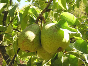Louise Bonne d'Jersey heirloom pear tree