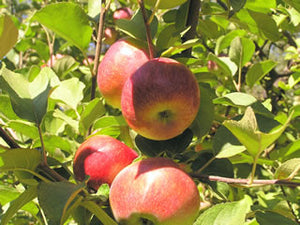 Macoun certified organic heirloom apple tree