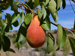 Magness certified organic pear trees for sale