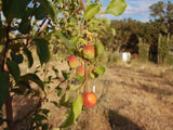 Magnum Bonum heirloom apple tree