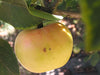 Maiden Blush organic heirloom apple tree