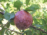 Mariposa heirloom plum tree for sale