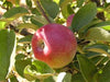 Mcintosh  certified organic apple tree for sale