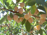 Mirabelle heirloom plum tree for sale