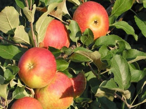 Monark organic heirloom apple tree for sale