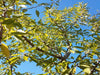 Monterey  Almond tree for sale