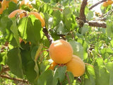 Moorpark heirloom apricot tree for sale