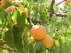 Moorpark Apricot (1-year)