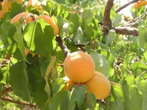 Moorpark Apricot (1-year)