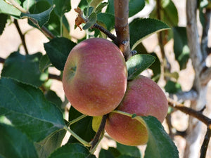 Honeycrisp Apple – Trees of Antiquity