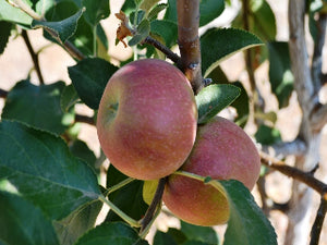 Mother organic heirloom apple tree for sale
