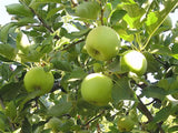 Mutsu pie apple tree