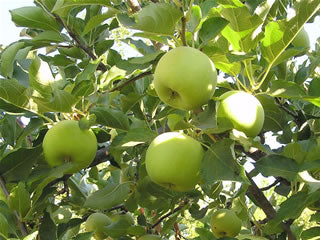 green apple tree photo