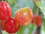 Napoleon heirloom cherry tree for sale