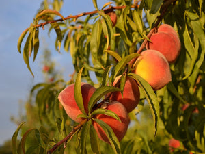 Nectar heirloom peach tree for sale