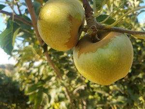 Newtown Pippin heirloom apple tree for sale