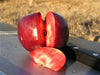 Niedwetzkyana red fleshed apple tree for sale