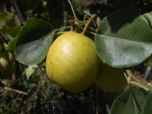 Nijiseiki heirloom pear tree for sale