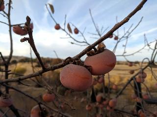 nikitas gift persimmon tree of antiquity