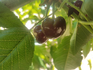 Noir de Chavannes heirloom cherry tree