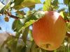 Hubbardston’s  Nonsuch heirloom apple tree