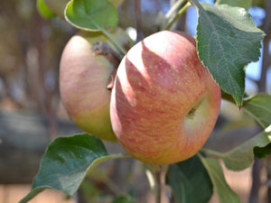 Northern Spy organic heirloom apple tree