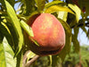 O'Henry Peach (1-year)