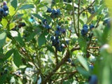 O'Neal Blueberry bush