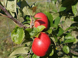 Opalescent organic heirloom apple tree for sale