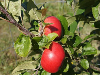 Apples, Honeycrisp, Organic - exist green