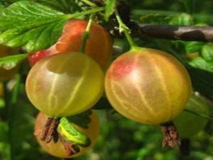 Oregon Champion Gooseberry bush for sale