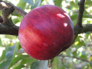 Orenco heirloom apple tree for sale