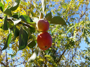 Orleans Reinette organic heirloom apple tree for sale